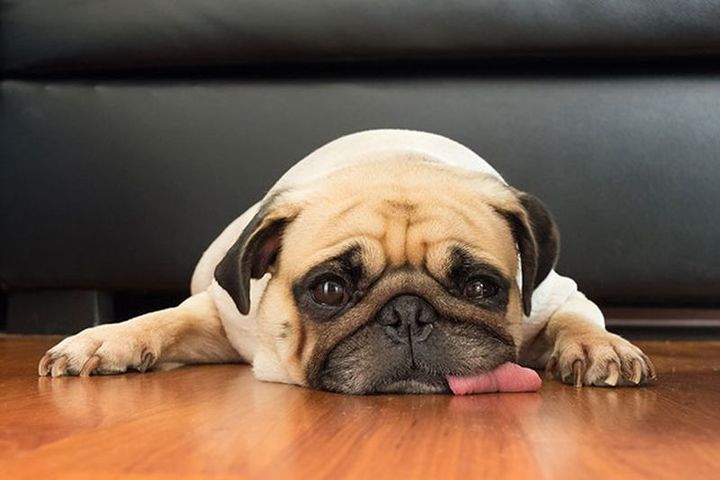 Normal hond